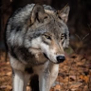 Meet your Posher, Neva